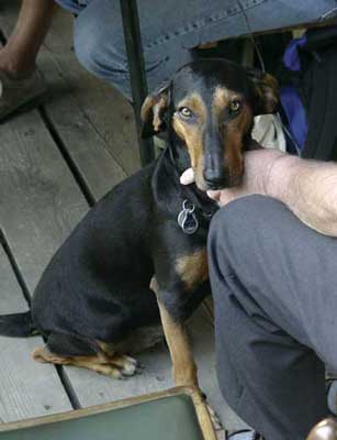 Bild "Chronik:Dolly.jpg"